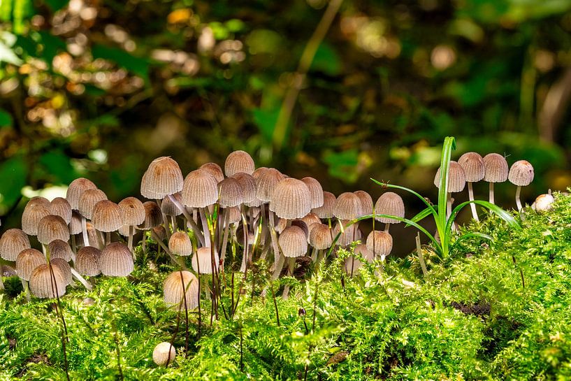 Vieux champignons dans la forêt par Andreas Völkel