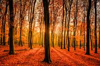 Buchewaldung im Leuvenumse Wald während des Herbstes von Sjoerd van der Wal Fotografie Miniaturansicht