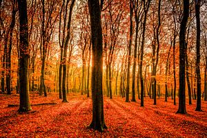 Beukenbos in het Leuvenumse Bos tijdens de herfst. van Sjoerd van der Wal Fotografie