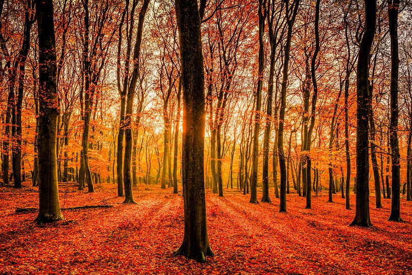 Buchewaldung im Leuvenumse Wald während des Herbstes von Sjoerd van der Wal Fotografie