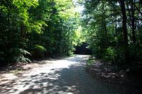 Die Natur entdecken in einem Waldgebiet im Emsland, Niedersachsen, Deutschland