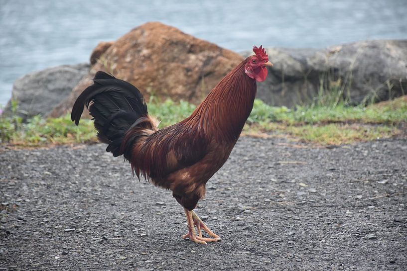 Der Dorfhahn von Claude Laprise