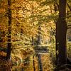 Herbstwald im Spiegel von Yvonne Albe