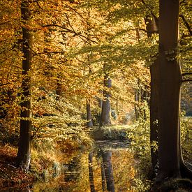 Herbstwald im Spiegel von Yvonne Albe