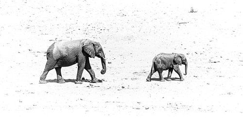 Elephants walking on the sand