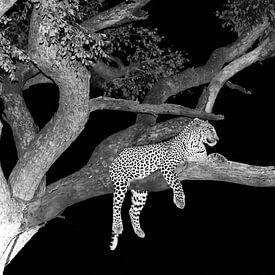 leopard in tree von Patries Photo