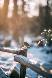 Roodborstje in de sneeuw van Oscar van Crimpen