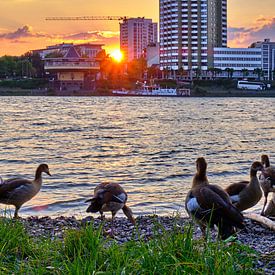 Wildvögel am Rhein bei Sonnenuntergang von 77pixels