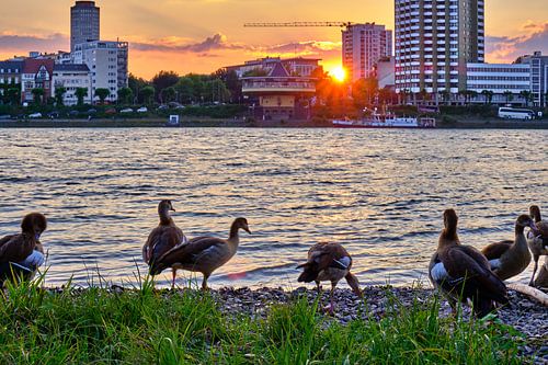 Wild birds on the Rhine at sunset