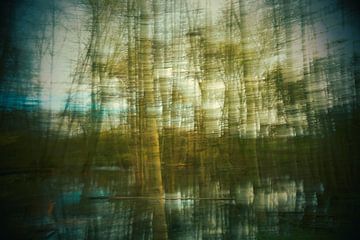 Moving Dreamy Trees in a forest with a lake