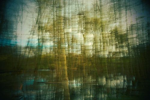 Moving Dreamy Trees in a forest with a lake