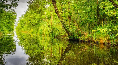 Moerasbos Naardermeer, Nederland