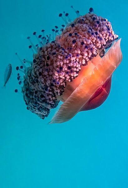 Nach der Attacke &quot;YellyArt&quot; von Truckpowerr