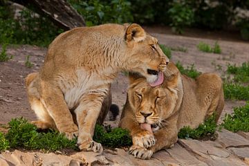 De leeuwinnen wassen, de ene vriendin likt de andere - de vriendschap van de vrouwen. Twee leeuwenvr van Michael Semenov