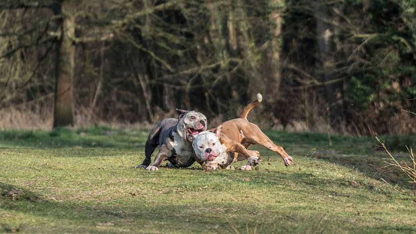 Daddy and Pacman playing rugby by Rebel Bully's