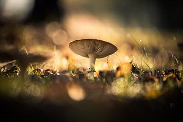 mushroom by michel nolsen
