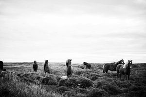 Wilde Paarden
