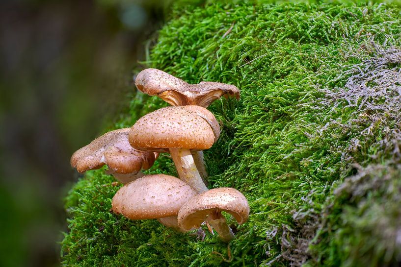Mushrooms grow on a mossy tree trunk by Mario Plechaty Photography
