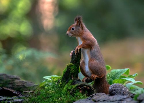 Nieuwsgierige eekhoorn.