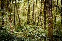groen bos