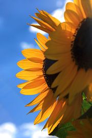 Sunflowers and cloudy sky by Thomas Jäger