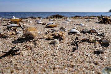 Krebs und Muscheln am Strand in Zudar