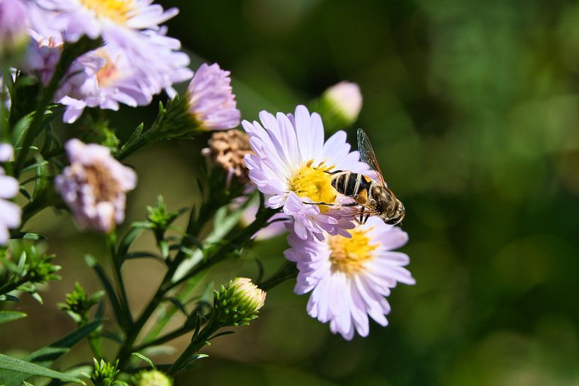 Bee on a flower collecting nectar by Martin Köbsch