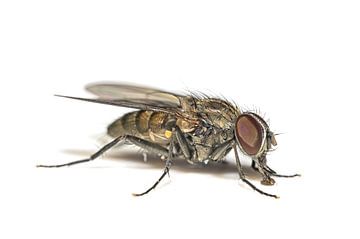 Fliege von Leon Okkenburg