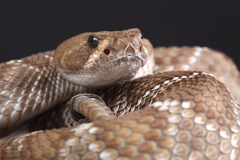 Rote Diamant-Klapperschlange (Crotalus ruber) von Ronald Pol