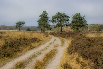 Op weg naar de bomen van NatureFrameByExter