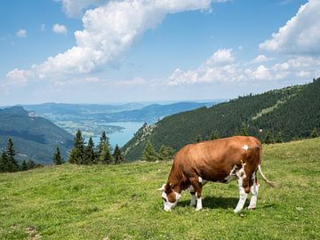 Koe op een bergweide in het Salzkammergut