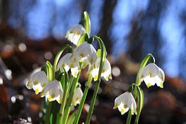 snowflake by Karina Gebert