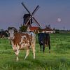 Alphen aan den Rijn - Steektermolen - Koeien in het veld - Opkomende Maan van Frank Smit Fotografie