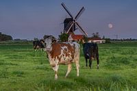 Alphen aan den Rijn - Steektermolen - Koeien in het veld - Opkomende Maan