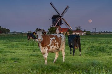 Alphen aan den Rijn - Steektermolen - Koeien in het veld - Opkomende Maan van Frank Smit Fotografie