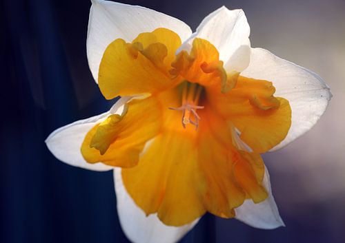 Narzisse im Sonnenlicht