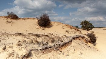 Sanddrift mit Bäumen