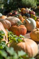 Pumpkins in line