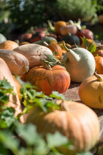 Kürbisse in der Schlange