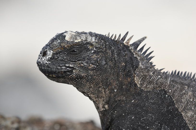 Sea dragon by Frank Heinen