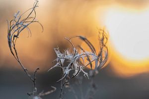 künstliche wildpflanze