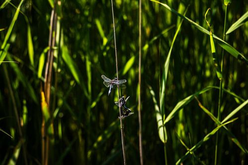 Balance in the reeds