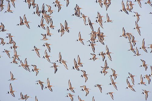 Eine Gruppe Uferschnepfen (limosa limosa) fliegt vor blauem Himmel über einer Wiese in Friesland