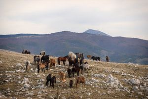 Frei lebende Pferdeherde in den Bergen Bosniens van Annett Mirsberger