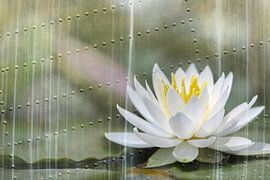 contrast von fantasina