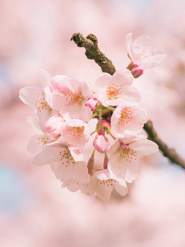 Kirschblüte