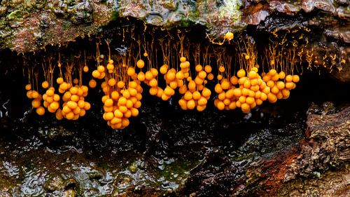 Trumpet (Slime mould) by René Vos