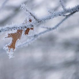 Moisissure sur les feuilles sur Ingrid de Vos - Boom