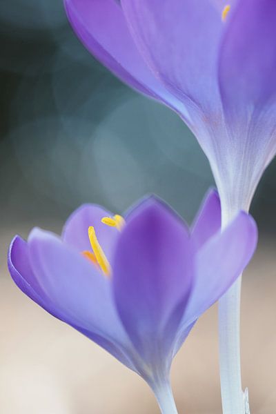 Staubblätter in einem Krokus von Astrid Brouwers