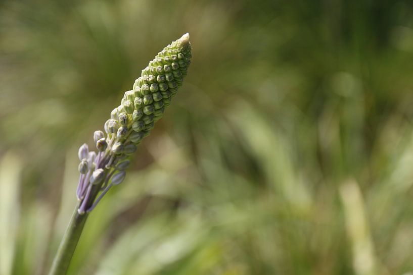 Vlinderhof | Natuur | Bloem | Scilla hyacinthoides van Claudia van Kuijk